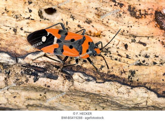 Black-and-Red-bug, Knight bug, Harlequin bug (Lygaeus cf. equestris), on deadwood, Germany