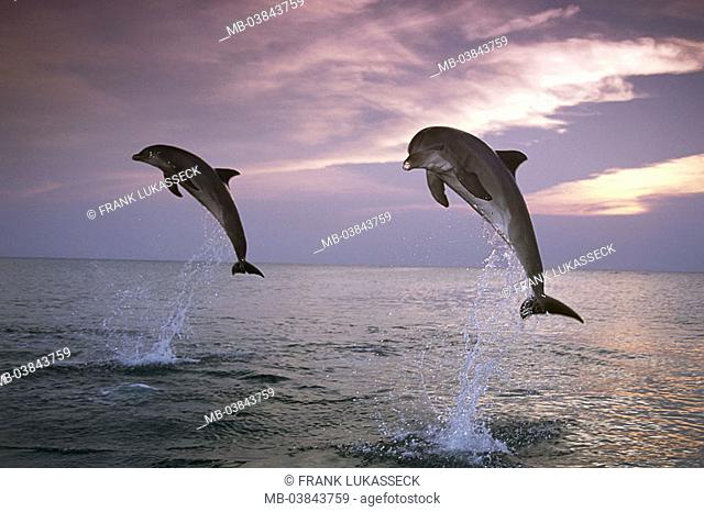 Sea, ordinary dolphins, Delphinus delphis, jump, evening-mood, series, waters, wildlife, animals, mammals, Meeressäugetiere, Meeressäuger, tooth-whales