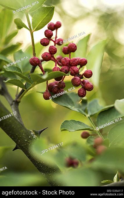 Szechuan pepper, ripe berries on the plant
