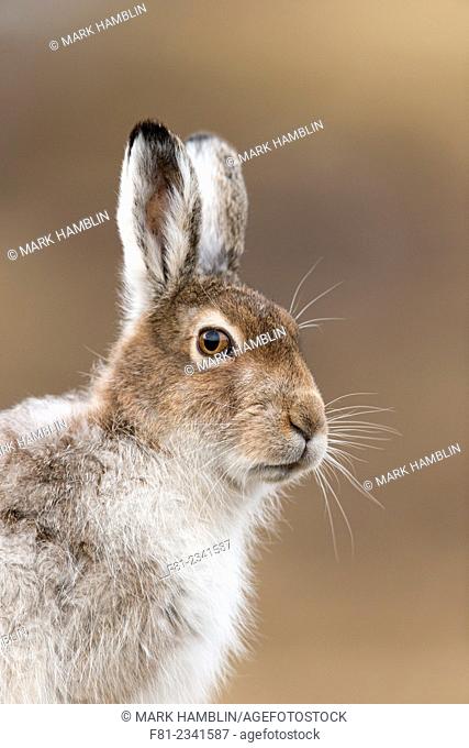 Mountain Hare (Lepus timidus) close up of adult in spring coat