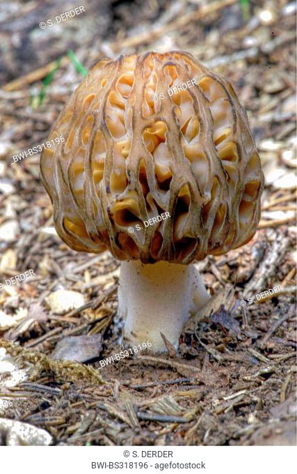 morel (Morchella esculenta), on forest ground, Italy, South Tyrol