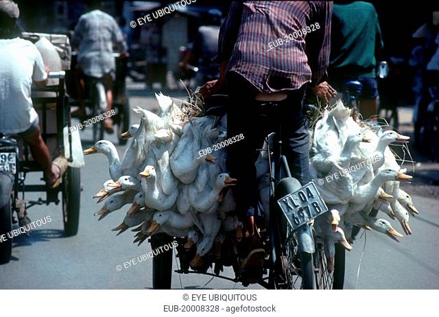 Near Cholon market in district 5. Cyclo loaded with ducks, viewed from behind