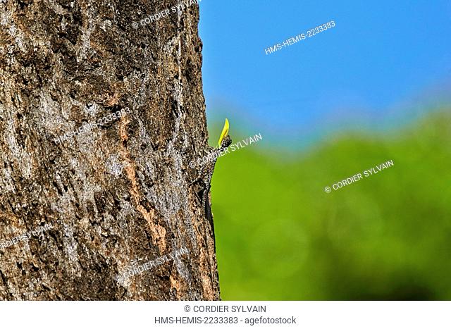 India, Tamil Nadu state, Anaimalai Mountain Range (Nilgiri hills), Draco dussumieri, commonly known as the southern flying lizard
