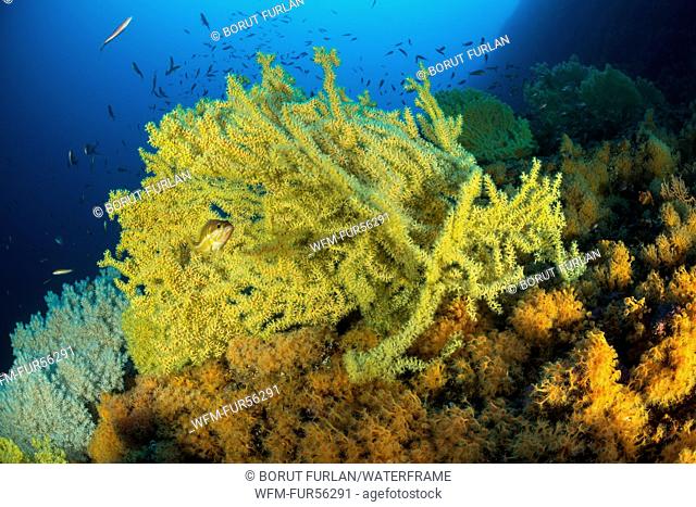 False Mediterranean Black Coral and Yellow Cluster Anemone, Gerardia savaglia, Parazoanthus axinellae, Bisevo Island, Adriatic Sea, Croatia