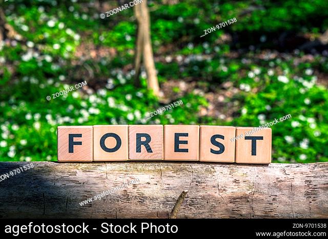 Forest sign on a wooden branch in a green forest