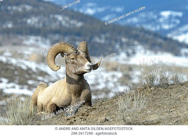 Bighorn Sheep (Ovis canadensis) male, ram, lying down, Yellowstone national park, Wyoming Montana, USA