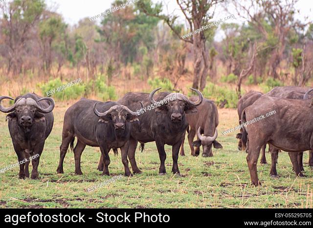 Kaffernbüffel in der Savanne vom in Simbabwe, Südafrika Kaffir buffalo in the savanna of in Zimbabwe South Africa