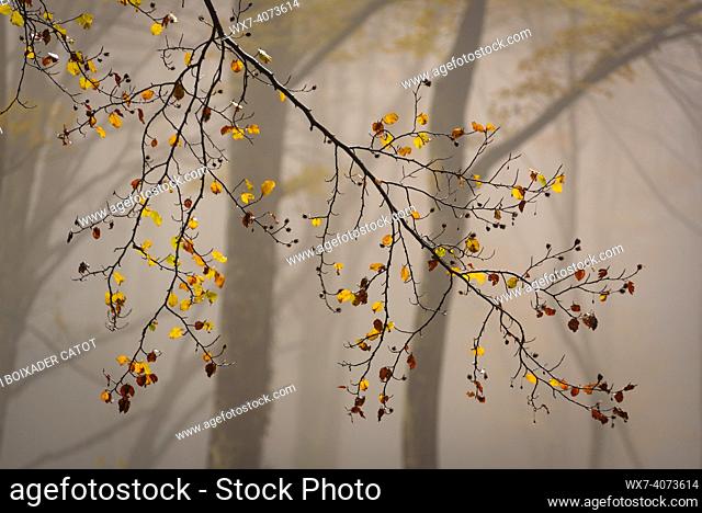 Fageda de la Grevolosa beech forest in autumn, in a foggy day after heavy rains (Osona, Barcelona province, Catalonia, Spain)