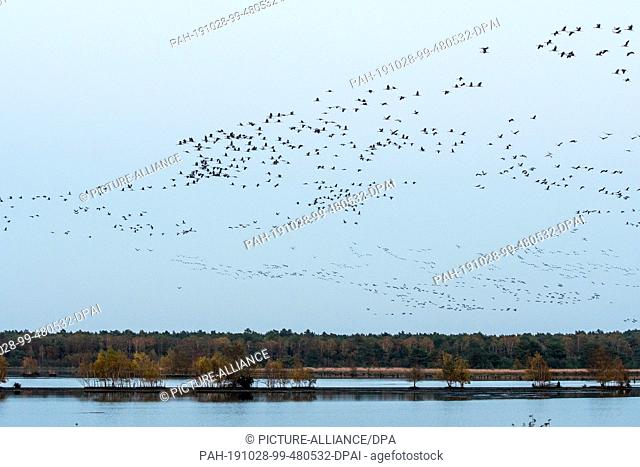 16 October 2019, Lower Saxony, Tister: In October, thousands of cranes come to the Tister peat bog. On its flights from its hatcheries in Scandinavia and the...