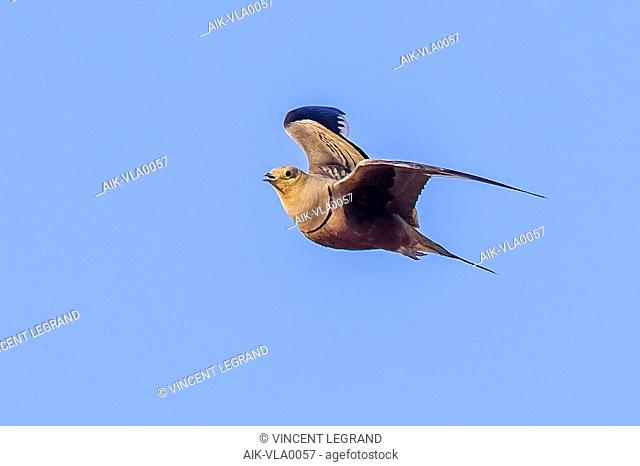 adult Chestnut-bellied Sandgrouse flying over Sandafa Al Far, Al Minya, Egypt. July 24, 2013