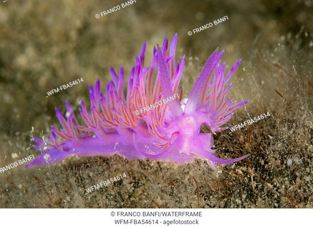 Pink Flabellina Sea Slug, Flabellina affinis, Larvotto, Mediterranean Sea, Monaco