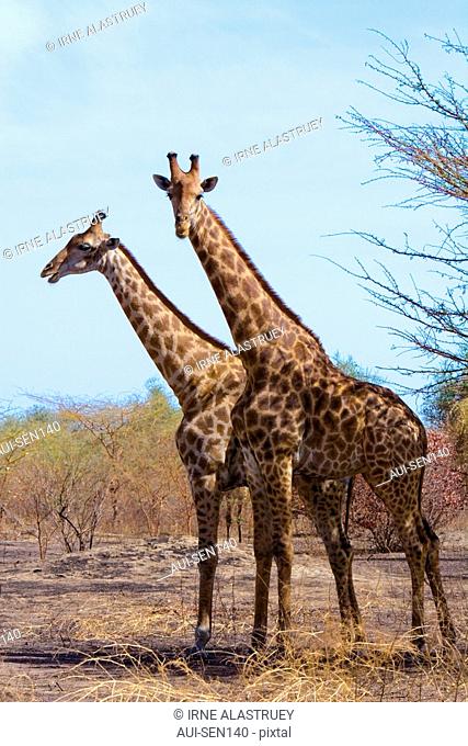 Senegal - The Small Coast - The Bandia reservation - Giraffes