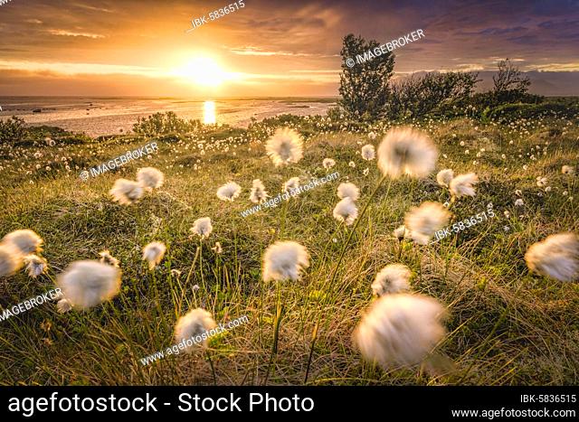 Cotton grass against the light, back sea, Vesteralen, Nordmela, Nordland, Norway, Europe