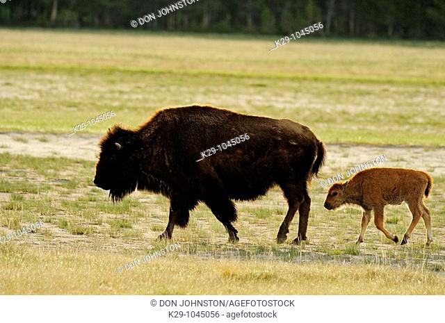 American bison Bison bison