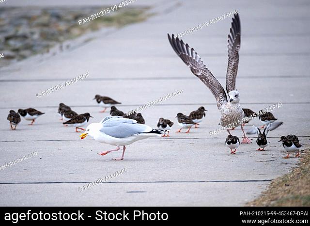 10 February 2021, Lower Saxony, Wilhelmshaven: Gulls (Larinae) and turnstones (Arenaria interpres) in slack dress flutter and walk along the path on the south...