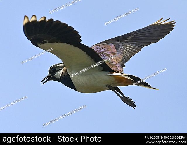 19 May 2022, Brandenburg, Sachsendorf: A lapwing (Vanellus vanellus) flies in the sky. Just 50 years ago, the lapwing was frequently seen in the fields and...