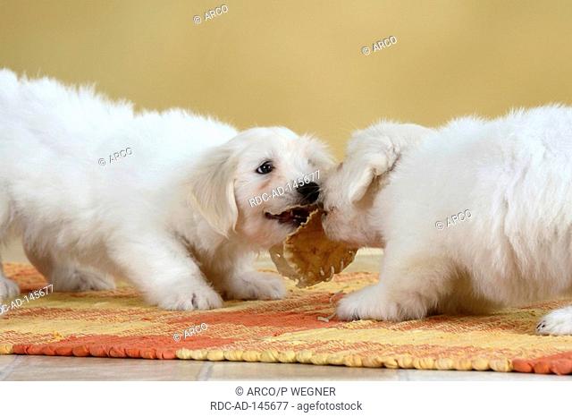 Coton de Tulear puppies 8 weeks with chewing toy