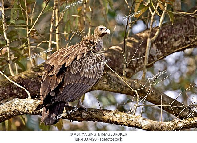Slender-billed Vulture (Gyps tenuirostris) in Kaziranga National Park in Assam, Northeast India, Asia