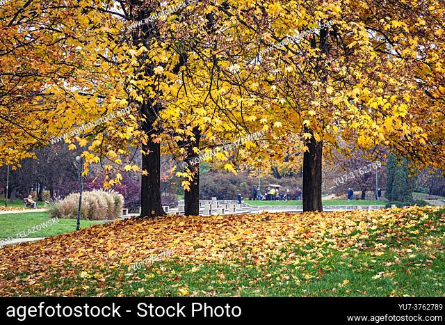 Autumnal trees in Pole Mokotowskie - Mokotow Field park in Warsaw city, Poland