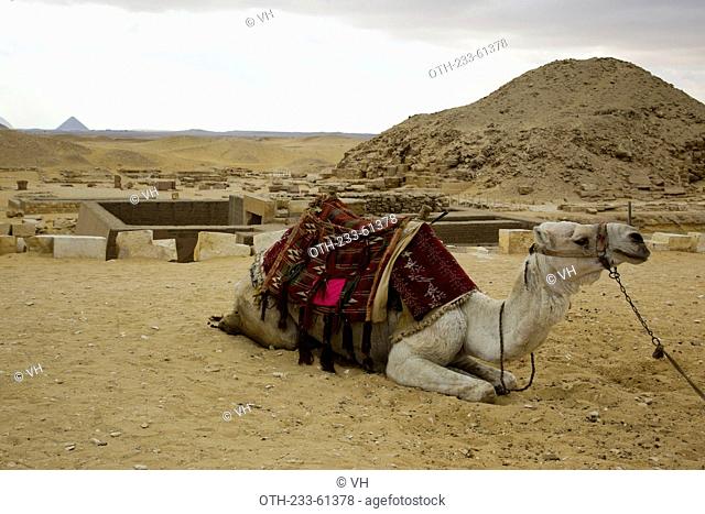 Camel riding for tourist at the Saqqara complex, Egypt