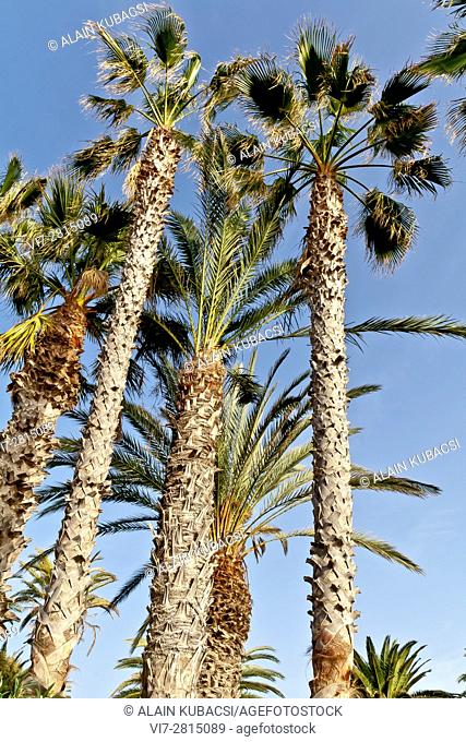 Mexican fan palm / Washingtonia robusta