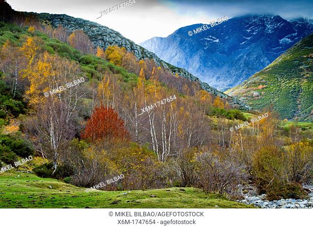 grove landscape with downy birches Betula pubescens Laguna de las Lomas route  Cardaño de Arriba  Palencia, Castile and Leon, Spain