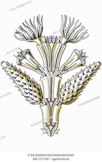 Historic illustration, tablet 25, title Sertulariae, marine cnidaria, name Diphasia, 7/ Desmoscyphus acanthocarpus, part of a branch, Ernst Haeckel