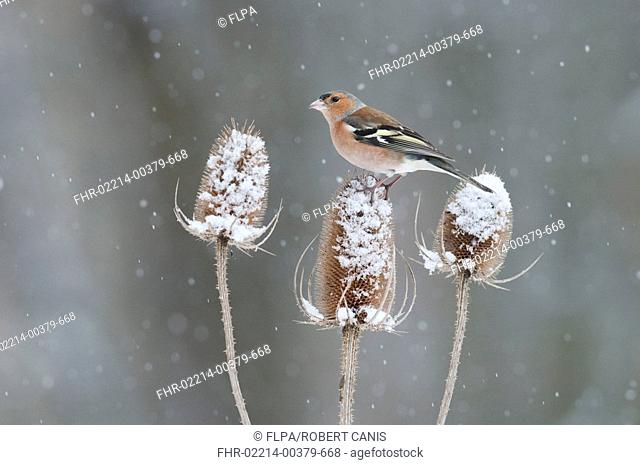Chaffinch Fringilla coelebs adult male, perched on snow covered teasel in snowfall, Kent, England, january