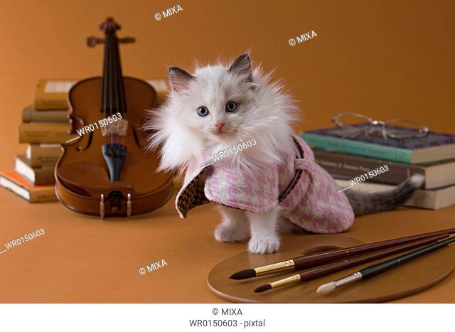 Rag Doll Kitten and Art