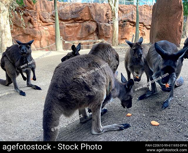 19 May 2022, Australia, Sydney: The kangaroo gang eats southern potato snacks at Wild Life Sydney Zoo. Farmers call them a plague