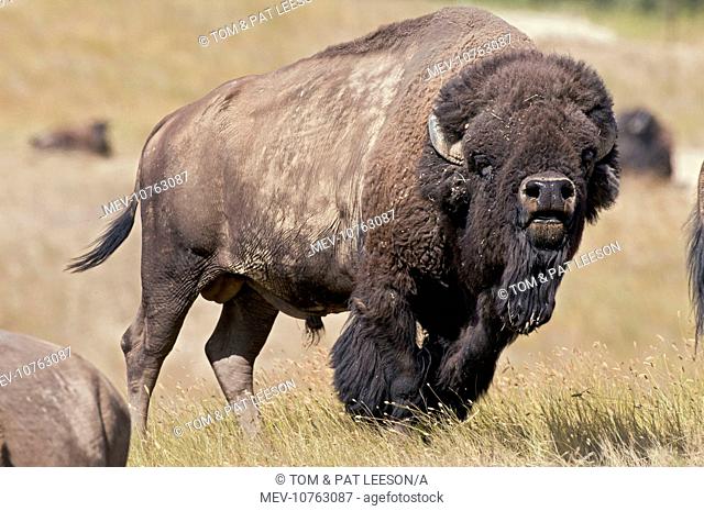 American Bison - bull showing flehmen behavior - smelling for the females pheromones during the summer bison rut (Bison bison)