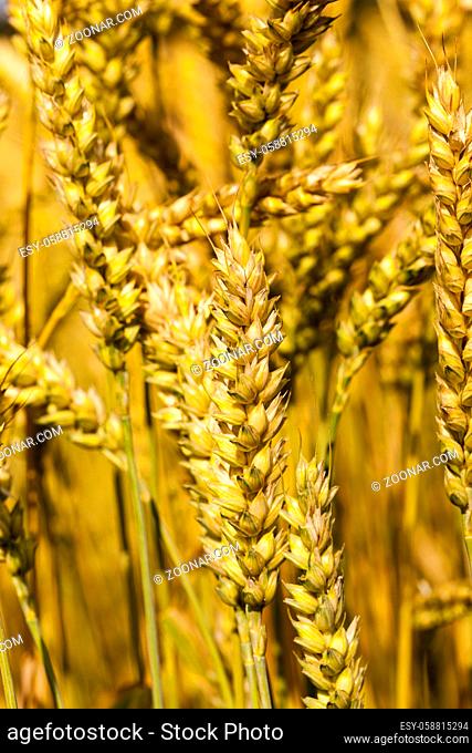 the mature ears of cereals photographed by a close up