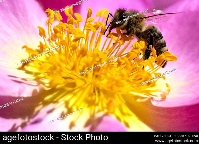 31 May 2023, Bavaria, Munich: A bee searches for pollen in the blossom of a flower. Also in the coming days bees can enjoy the pollen from flowers