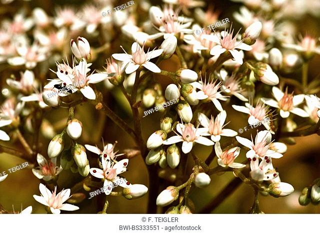 white stonecrop (Sedum album), blooming, Germany