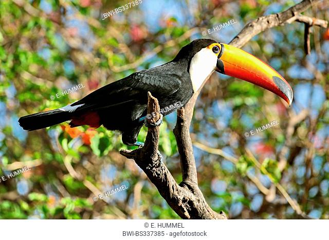 Toco toucan, Toucan, Common Toucan (Ramphastos toco), sitting on a dry branch, Brazil, Mato Grosso do Sul