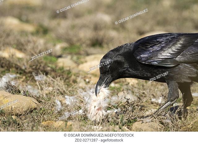 Common Raven (Corvus corax) feeding on ground. Pre-Pyrenees. Lleida province. Catalonia. Spain