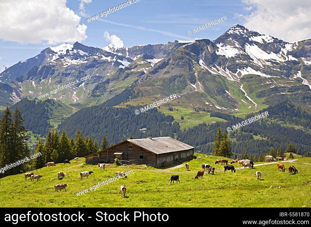 Domestic cattle, dairy cows, herd grazing on the midsummer pasture next to the barn, above Wengen, Bernese Alps, Switzerland, Europe