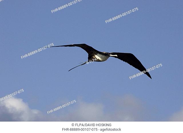 Great Frigatebird, Fregata minor ridgwayi, female flying, Galapagos, genovesa island