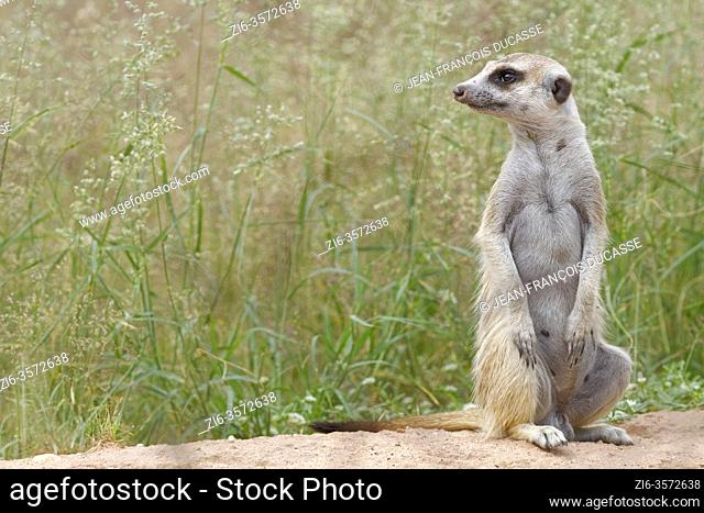 Meerkat (Suricata suricatta), adult male, sitting at the burrow entrance, looking out, Kgalagadi Transfrontier Park, Northern Cape, South Africa, Africa
