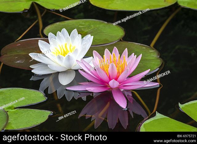 Pink and white Water lily (Nymphaea), Baden-Württemberg, Germany, Europe