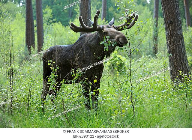 European Moose (Alces alces), bull eating leaves, state game reserve, Germany, Europe