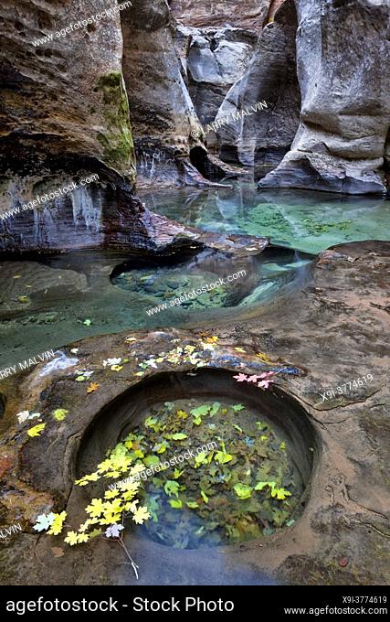 A slot canyon with green pools and colored leaves at the Subway, a unique tunnel scuplted by the Left Fork of North Creek in Zion National Park, Utah