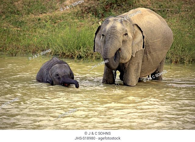 Sri Lankan Elephant, (Elephas maximus maximus), Asian Elephant, mother with young in water drinking, Yala Nationalpark, Sri Lanka, Asia