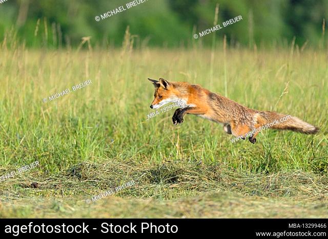 Fox chases mice on a mown meadow, June, Hesse, Germany