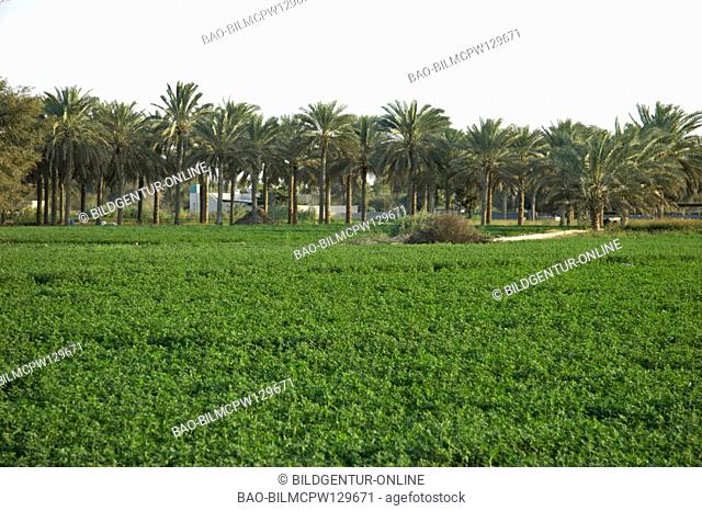 Oman greens fields and date palms close muscatel, palm plantation close to Rustaq