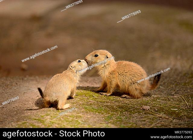 Two black-tailed prairie dog youngsters
