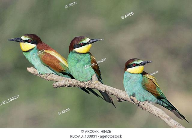 European Bee-eaters Bulgaria Merops apiaster