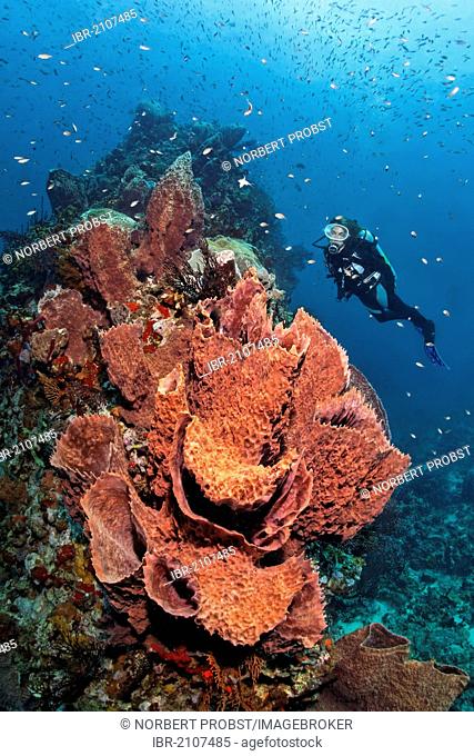 Diver looking at a Caribbean barrel sponge (Xestospongia muta) and Deep-water sea fan (Iciligorgia schrammi) on a coral, reef top, St