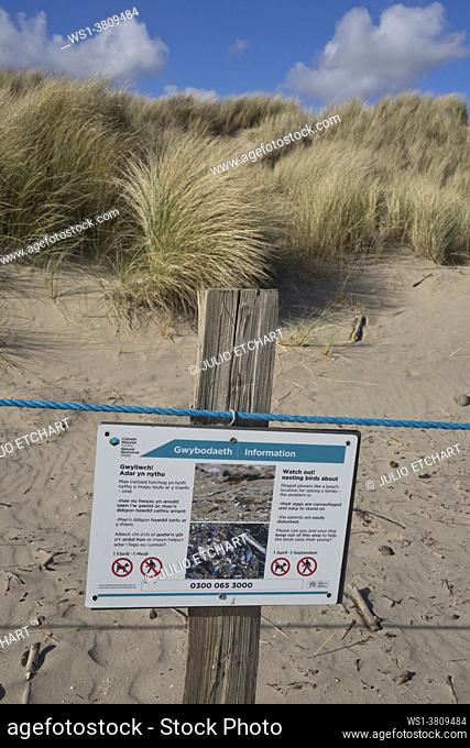 Bilingual Welsh/English sign warning of nesting birds conservation area by sand dunes, grass and pebbles by the beach in Ynyslas at the Dyfi estuary