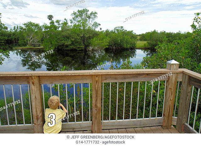 Florida, Naples, Everglades, Big Cypress National Preserve, Big Cypress Swamp Welcome Center, nature boardwalk, boy, looking, mangrove, water